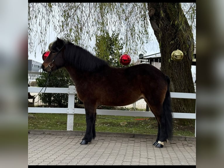 Caballos islandeses Yegua 12 años 146 cm Castaño in Lochen am See