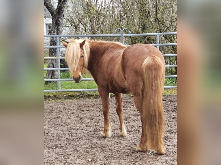 Caballos islandeses Yegua 12 años 152 cm Alazán in Deining