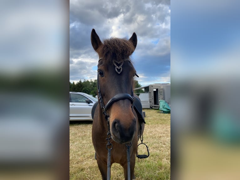 Caballos islandeses Yegua 12 años Castaño in Neunkirchen-Seelscheid