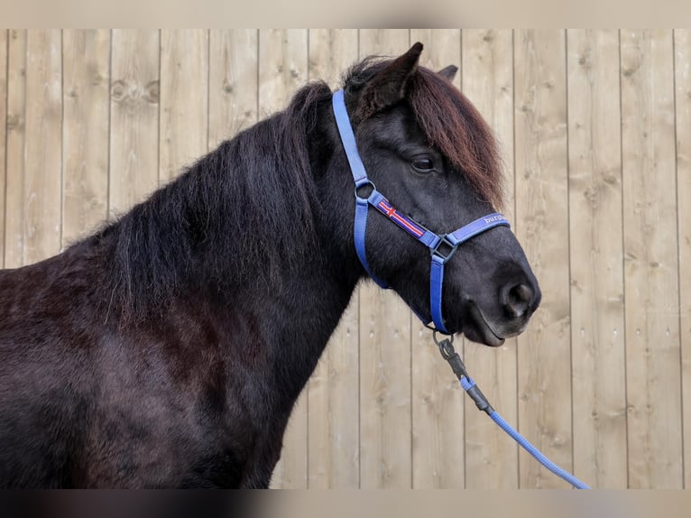 Caballos islandeses Yegua 12 años Negro in Straßwalchen