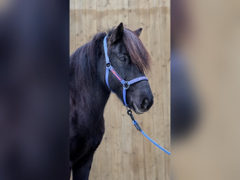 Caballos islandeses Yegua 12 años Negro in Straßwalchen