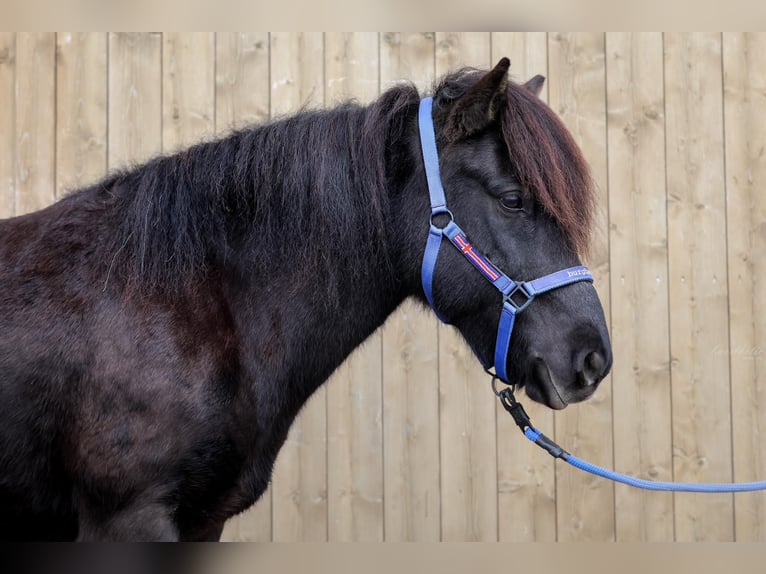 Caballos islandeses Yegua 12 años Negro in Straßwalchen