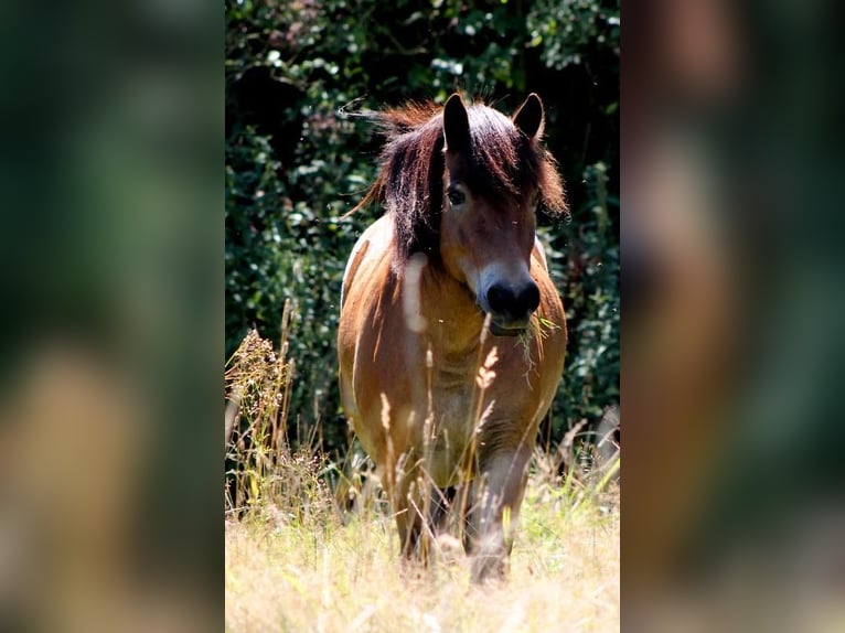 Caballos islandeses Mestizo Yegua 13 años 126 cm Castaño oscuro in Metelen