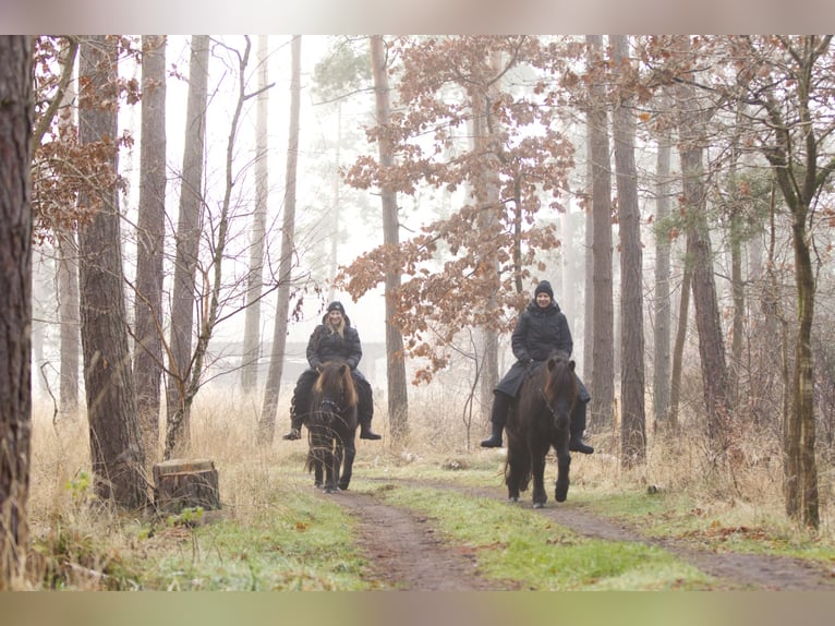 Caballos islandeses Yegua 13 años 131 cm Negro in Ribbesbüttel