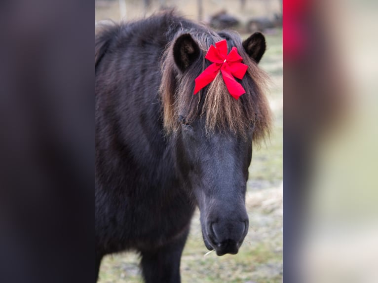 Caballos islandeses Yegua 13 años 131 cm Negro in Ribbesbüttel