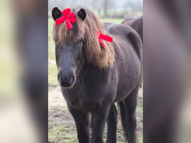 Caballos islandeses Yegua 13 años 131 cm Negro in Ribbesbüttel