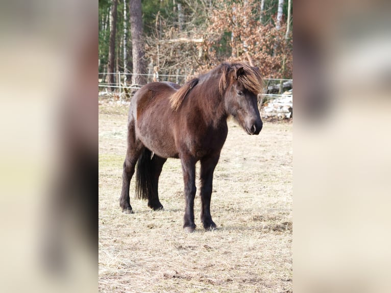 Caballos islandeses Yegua 13 años 131 cm Negro in Ribbesbüttel