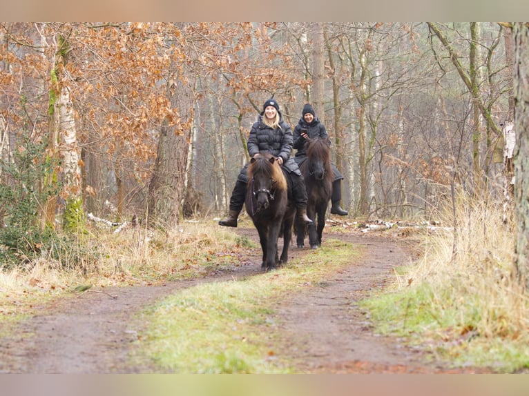 Caballos islandeses Yegua 13 años 131 cm Negro in Ribbesbüttel