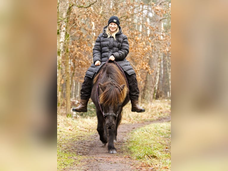 Caballos islandeses Yegua 13 años 131 cm Negro in Ribbesbüttel