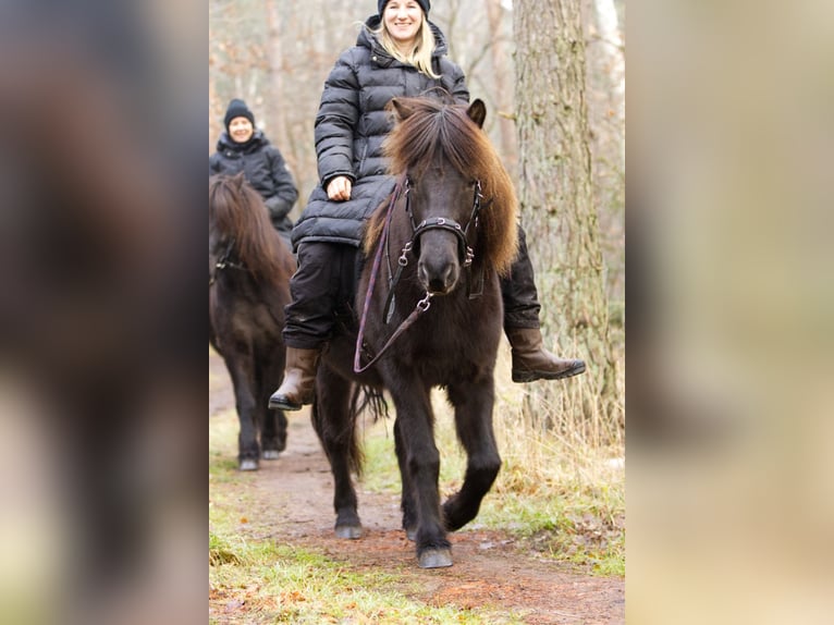 Caballos islandeses Yegua 13 años 131 cm Negro in Ribbesbüttel