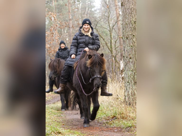 Caballos islandeses Yegua 13 años 131 cm Negro in Ribbesbüttel