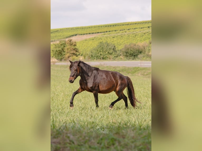 Caballos islandeses Yegua 13 años 134 cm Castaño in Offenheim