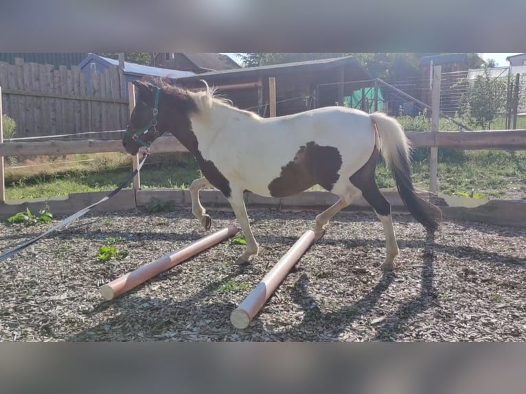 Caballos islandeses Mestizo Yegua 13 años 134 cm Pío in Treuen