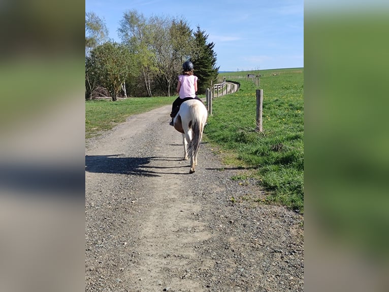 Caballos islandeses Mestizo Yegua 13 años 134 cm Pío in Treuen