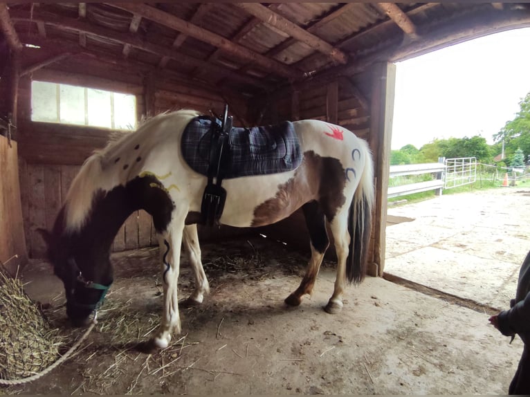 Caballos islandeses Mestizo Yegua 13 años 134 cm Pío in Treuen