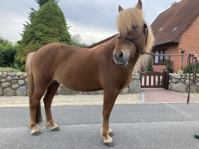Caballos islandeses Yegua 13 años 136 cm Alazán in Ostenfeld