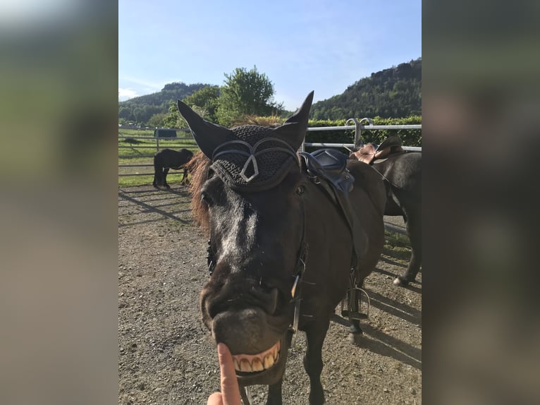 Caballos islandeses Yegua 13 años 136 cm Morcillo in Gohrisch