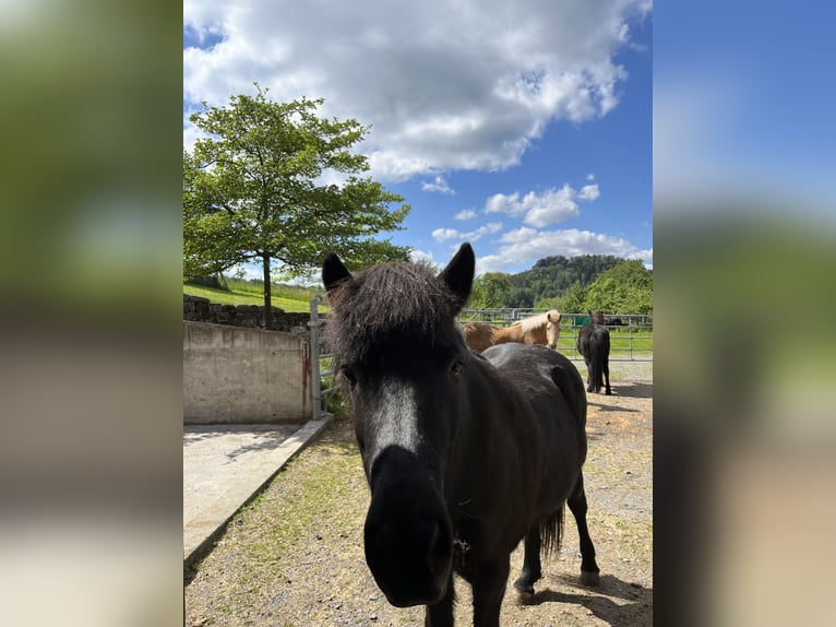 Caballos islandeses Yegua 13 años 136 cm Morcillo in Gohrisch