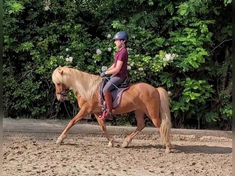 Caballos islandeses Yegua 13 años 137 cm Alazán in SarstedtSarstedt