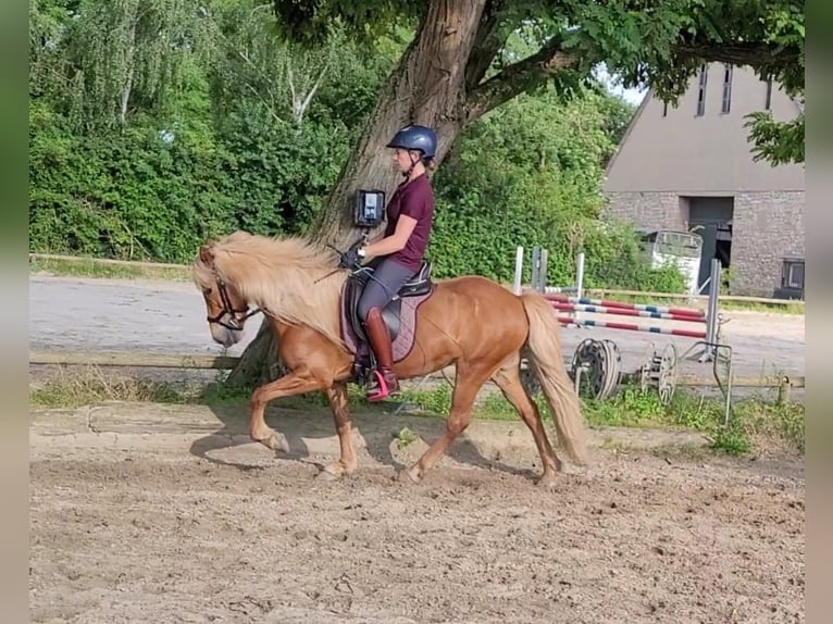 Caballos islandeses Yegua 13 años 137 cm Alazán in SarstedtSarstedt