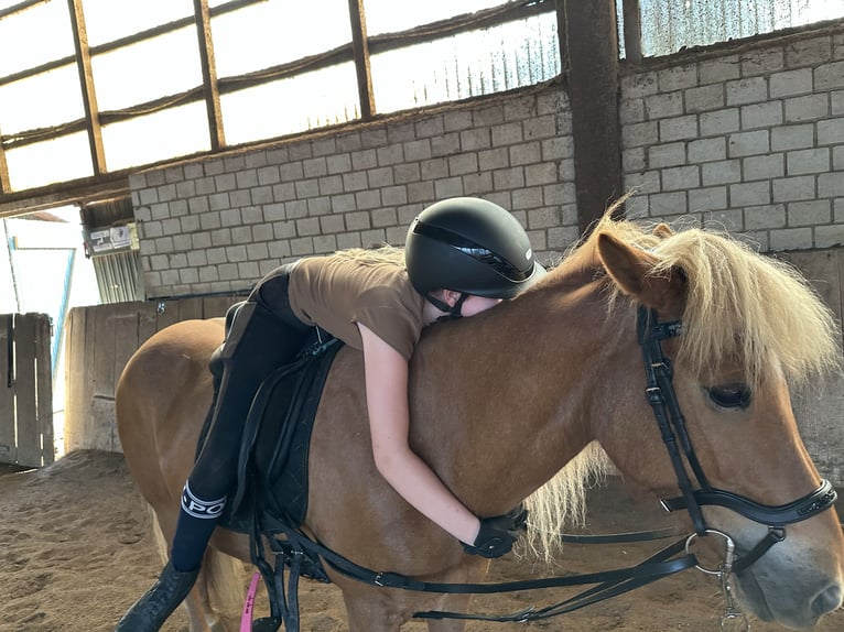 Caballos islandeses Yegua 13 años 137 cm Alazán in SarstedtSarstedt