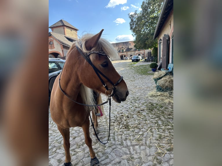 Caballos islandeses Yegua 13 años 137 cm Alazán in SarstedtSarstedt