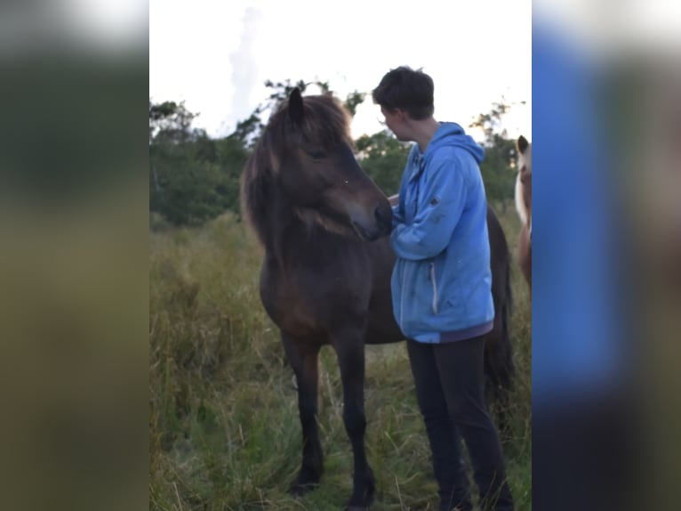 Caballos islandeses Yegua 13 años 137 cm Castaño in Nørre Nebel