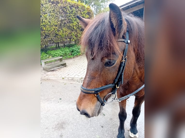 Caballos islandeses Yegua 13 años 138 cm Castaño in Nürtingen