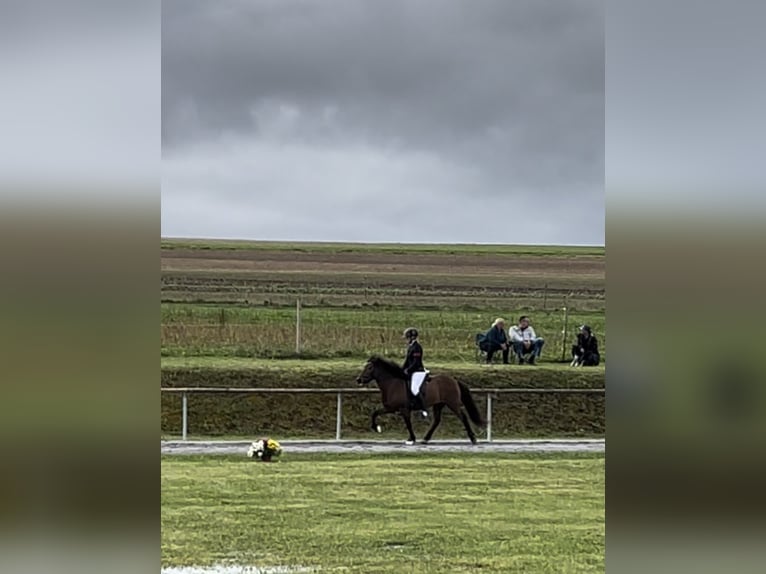 Caballos islandeses Yegua 13 años 138 cm Castaño in Nürtingen