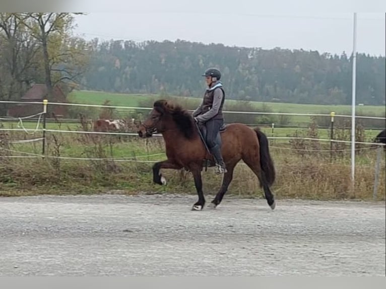 Caballos islandeses Yegua 13 años 138 cm Castaño in Nürtingen