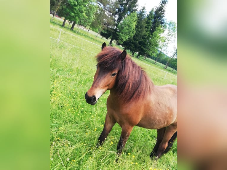 Caballos islandeses Yegua 13 años 138 cm Castaño in Nürtingen