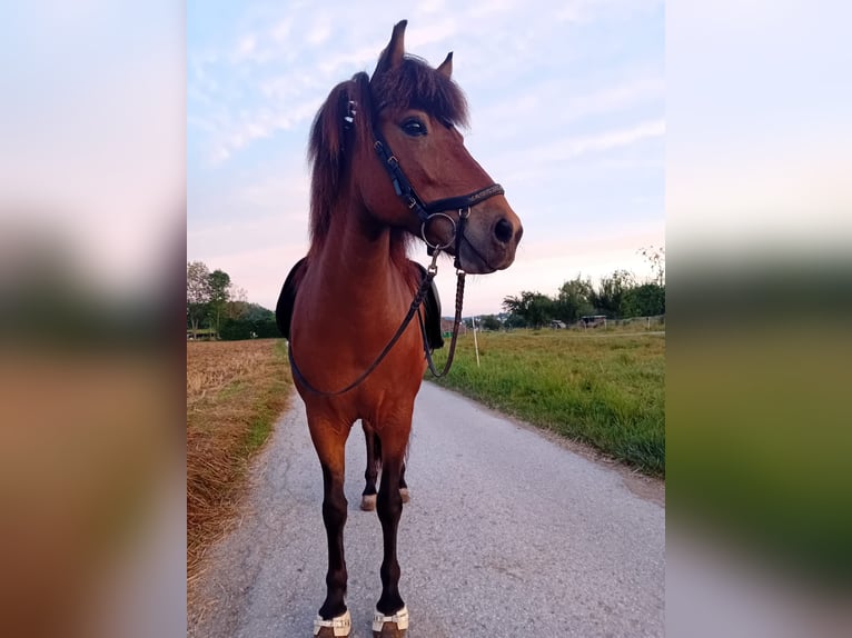 Caballos islandeses Yegua 13 años 138 cm Castaño in Nürtingen