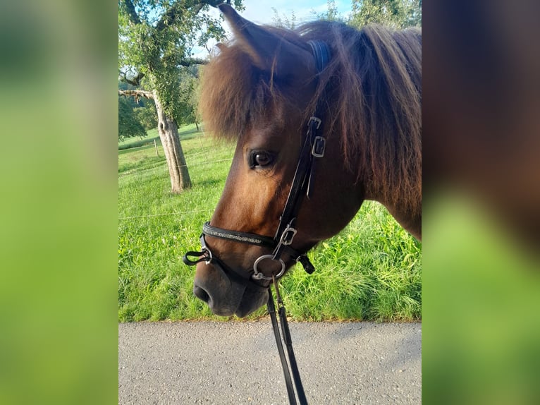 Caballos islandeses Yegua 13 años 138 cm Castaño in Nürtingen