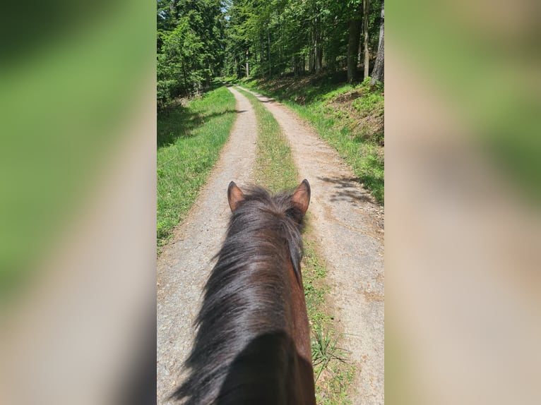Caballos islandeses Yegua 13 años 138 cm Castaño in Bad Wildbad im Schwarzwald
