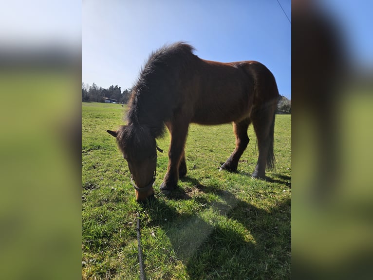 Caballos islandeses Yegua 13 años 138 cm Castaño oscuro in Bad Wildbad im Schwarzwald