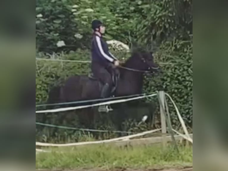 Caballos islandeses Yegua 13 años 138 cm Negro in Blavand