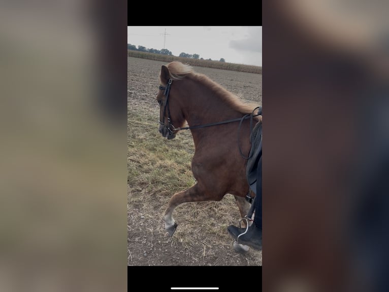 Caballos islandeses Yegua 13 años 140 cm Alazán in Neustadt am R&#xFC;benberge