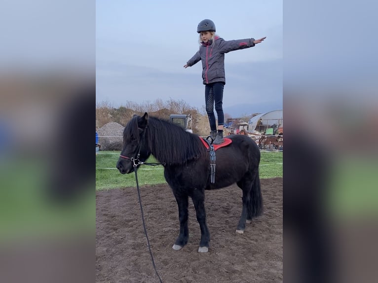 Caballos islandeses Yegua 13 años 140 cm Negro in Zwingenberg