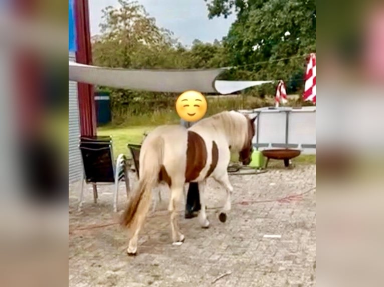 Caballos islandeses Yegua 13 años 140 cm Pío in Aurich