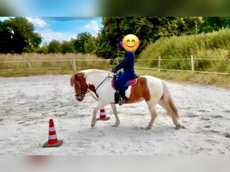 Caballos islandeses Yegua 13 años 140 cm Pío in Aurich