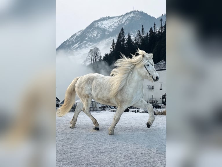 Caballos islandeses Yegua 13 años 140 cm Tordo in Ratingen