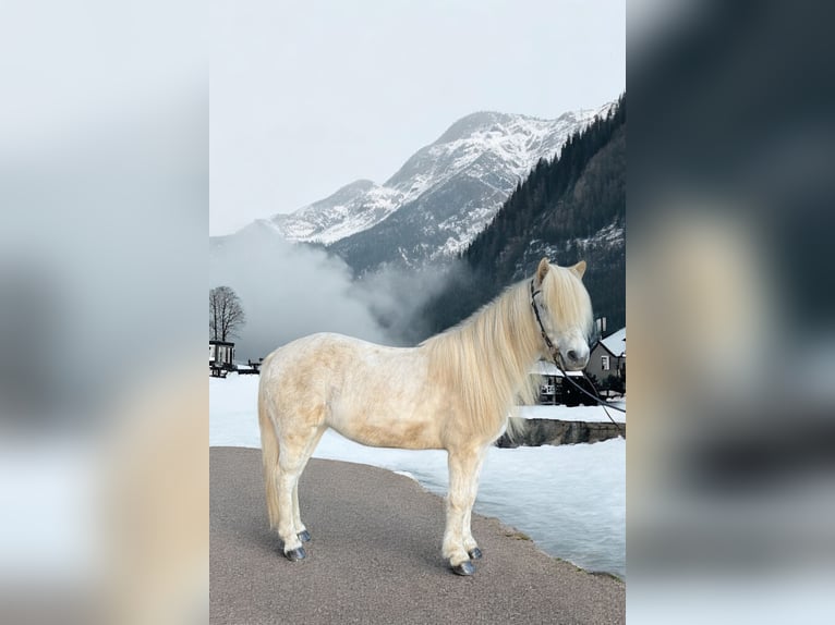 Caballos islandeses Yegua 13 años 140 cm Tordo in Ratingen