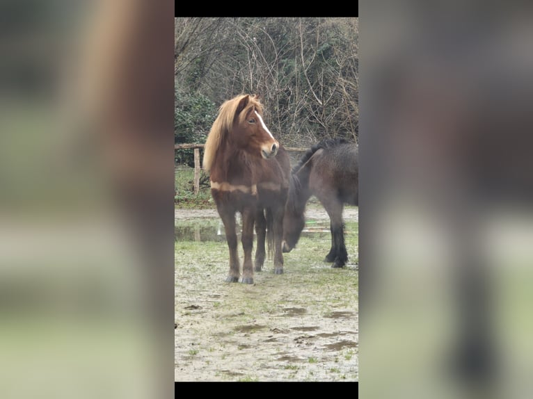 Caballos islandeses Yegua 13 años 141 cm Alazán in Frechen