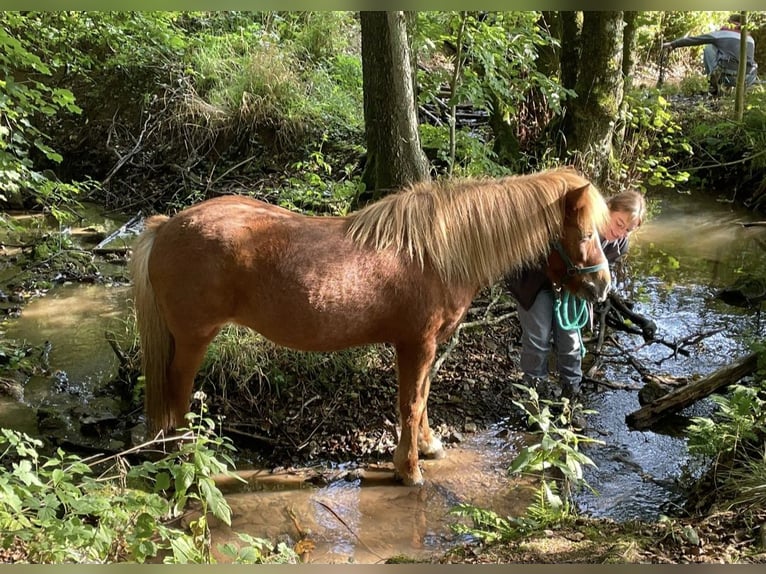 Caballos islandeses Yegua 13 años 141 cm Alazán in Frechen