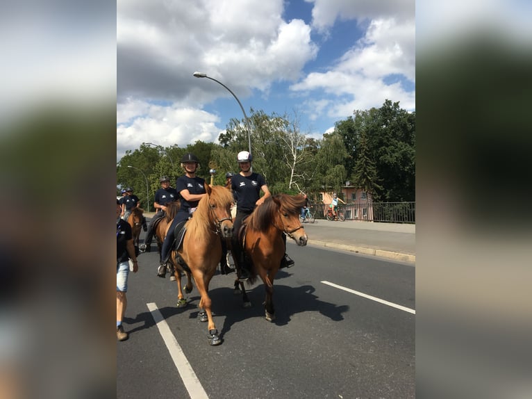 Caballos islandeses Yegua 13 años 141 cm Alazán in Ziepel