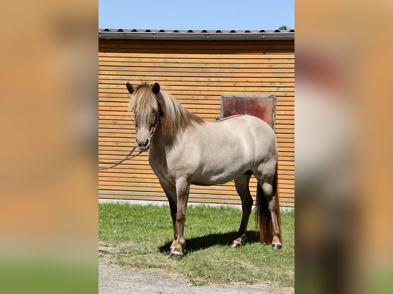 Caballos islandeses Yegua 13 años 141 cm Bayo in Soltau