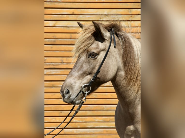 Caballos islandeses Yegua 13 años 141 cm Bayo in Soltau