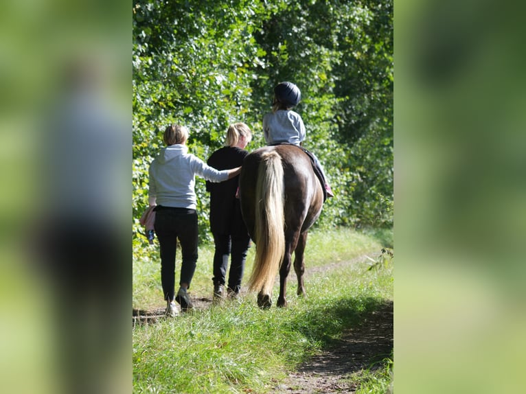 Caballos islandeses Yegua 13 años 141 cm in Ribbesbüttel