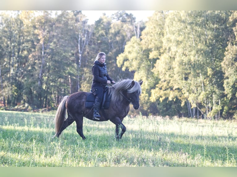 Caballos islandeses Yegua 13 años 141 cm in Ribbesbüttel