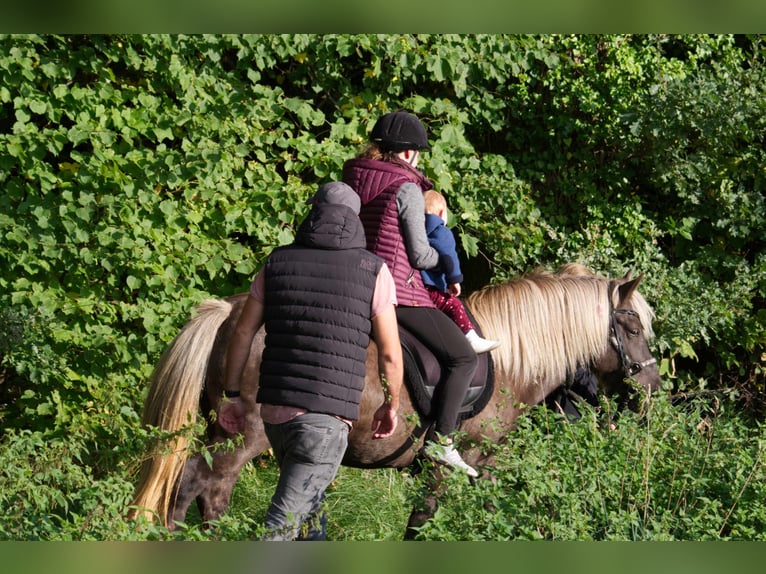 Caballos islandeses Yegua 13 años 141 cm in Ribbesbüttel